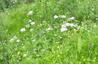 Foto einer bunten Blumenwiese bei der Grasgehren-Alpe